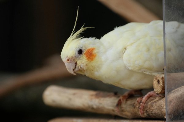 L'élevage canin : secrets, enjeux et bonnes pratiques pour l'avenir du chien de race