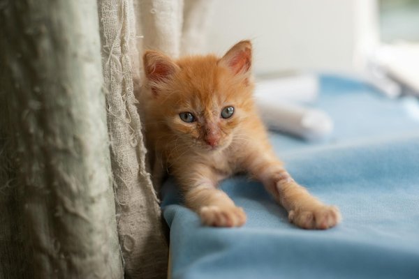 Astuces Inédites pour Garantir le Bien-Être de Votre Animal en Voyage