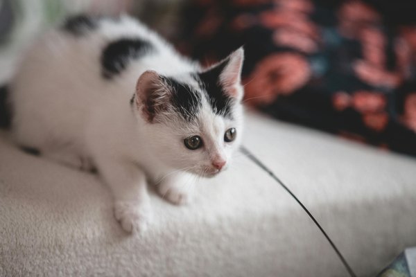 Le monde fascinant des octodons