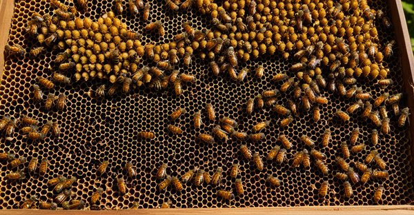 Ruche dadant 10 cadres : un allié pour la production de miel