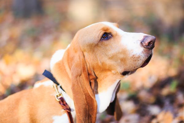Le charme irrésistible du basset hound : un compagnon unique