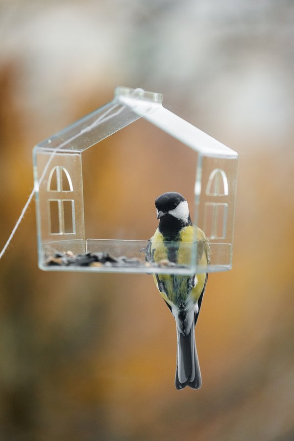 Découvrez les meilleures nourritures pour oiseaux à adopter